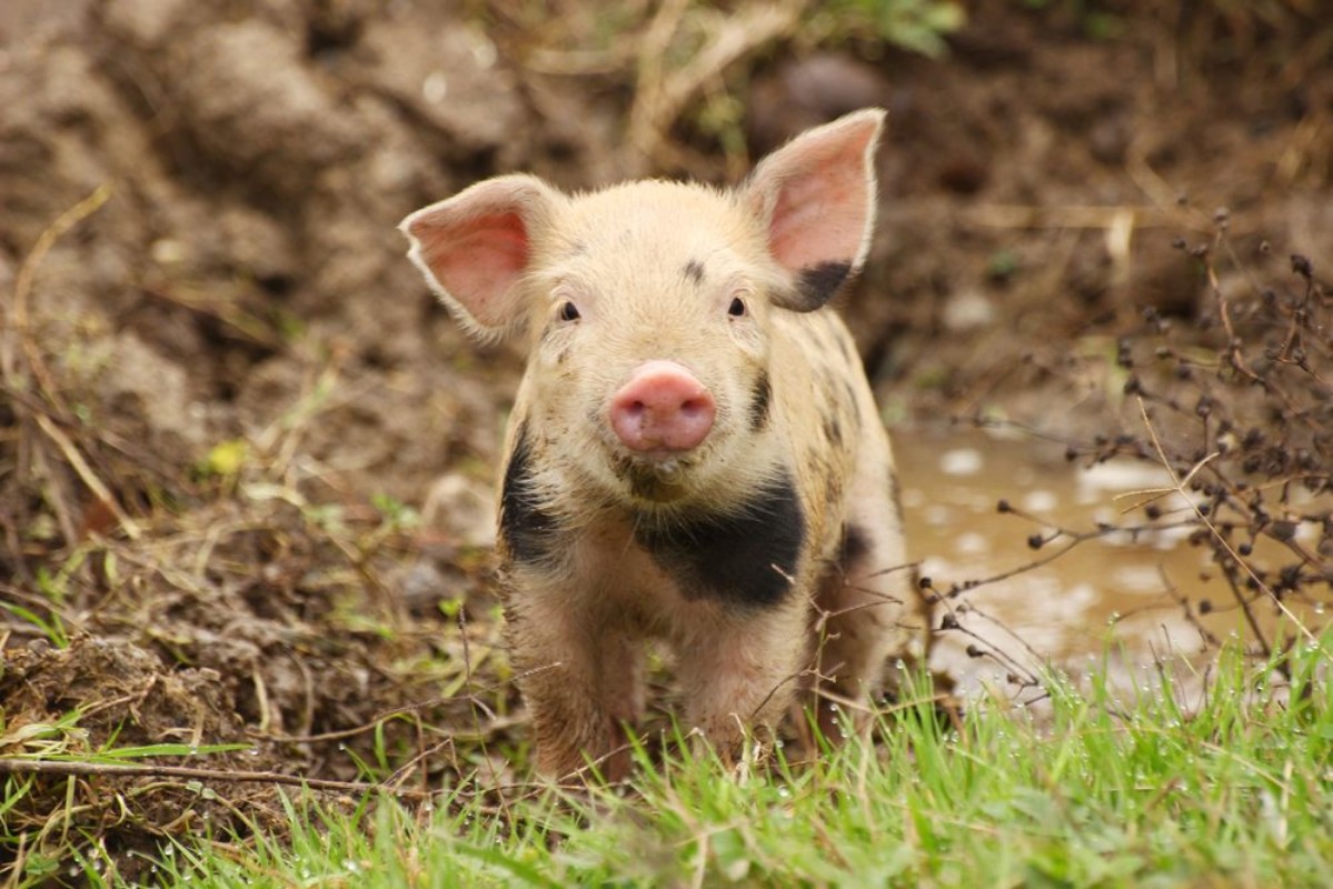 Afbeeldingen van Cute little piglet