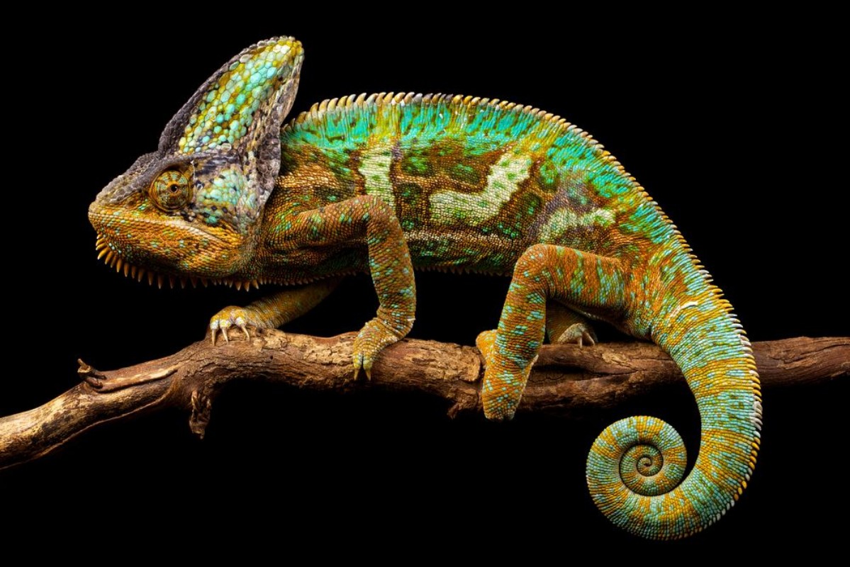 Picture of Side on picture of a yemen chameleon isolated on a black background