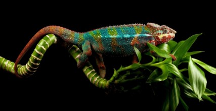 Image de Chameleon on Bamboo Cane