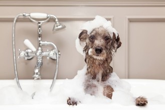 Kép Funny Dog Taking Bubble Bath