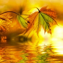 Picture of Mesmerizing Maple