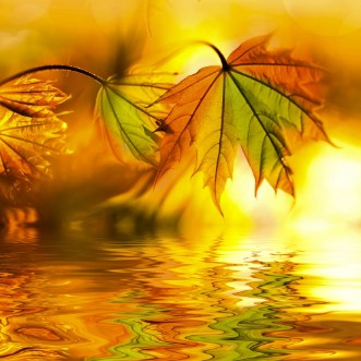 Picture of Mesmerizing Maple