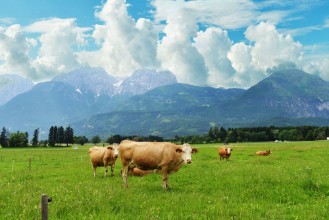 Pilt Herd of cows