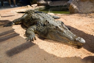 Image de Cocodrilo del Nilo