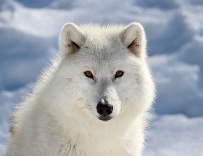Afbeeldingen van Portrait du loup arctique