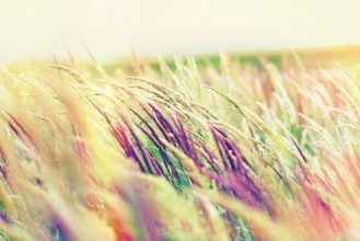 Bild von Beautiful nature - high grass