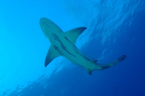 Image de Zitronenhai im blauen Wasser