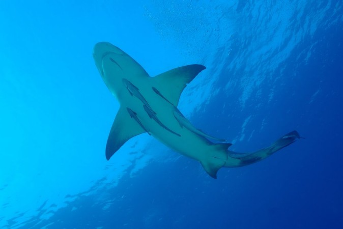 Picture of Zitronenhai im blauen Wasser