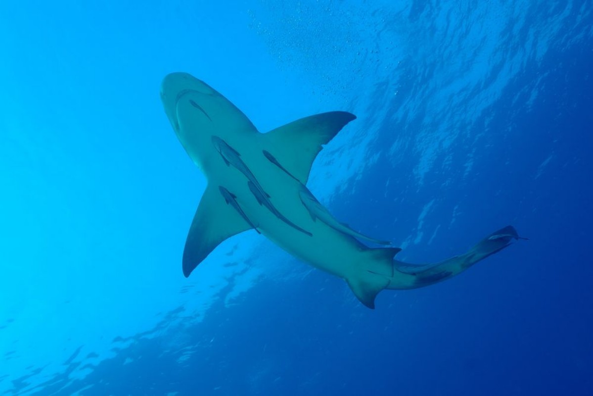 Afbeeldingen van Zitronenhai im blauen Wasser