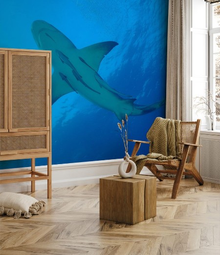 Picture of Zitronenhai im blauen Wasser