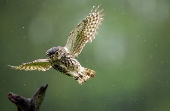 Εικόνα της Ιπτάμενη κουκουβάγια