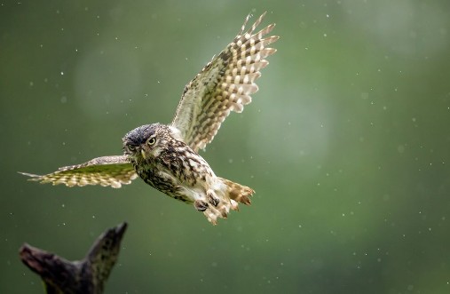 A little owl flying into land on an old branch in the rain photowallpaper Scandiwall