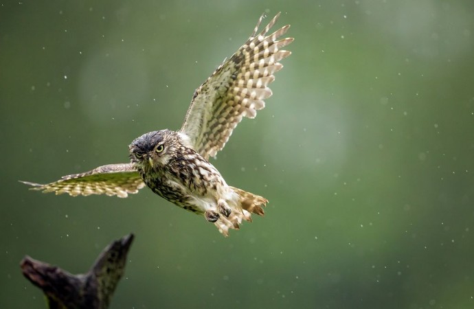 A little owl flying into land on an old branch in the rain photowallpaper Scandiwall