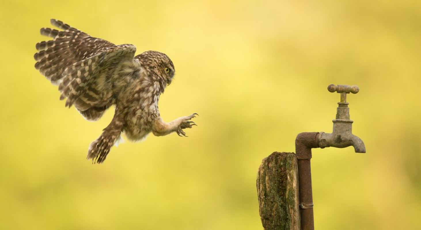 Picture of Coming into land a wild little owl landing on an old water tap