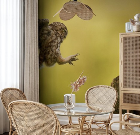 Afbeeldingen van Coming into land a wild little owl landing on an old water tap