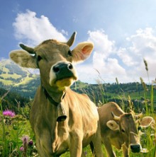 Picture of Glckliche Schweizer Khe artgerechte Haltung 