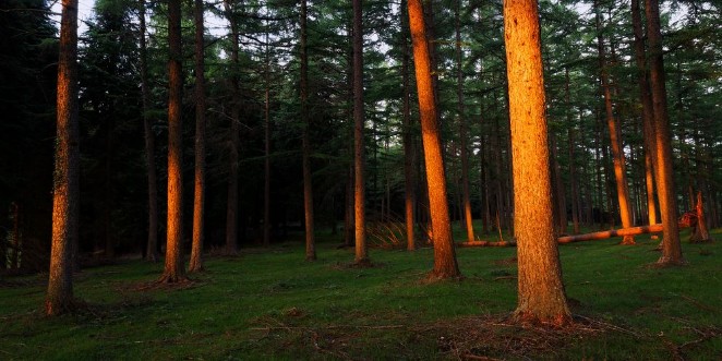 Picture of Forest with last rays of sun