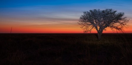 Bild von Lonely tree sunset