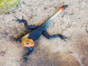 Picture of Agama lizard