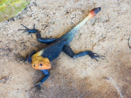 Picture of Agama lizard