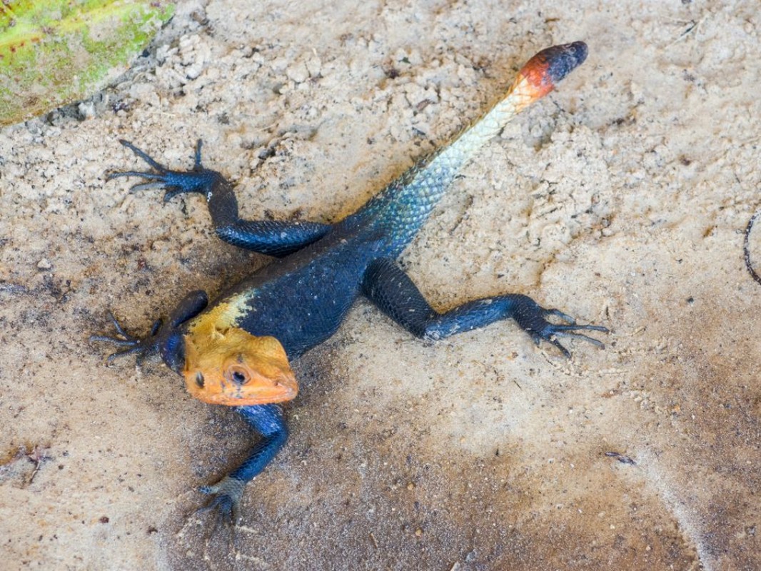 Image de Agama lizard