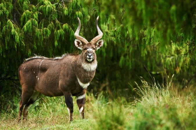 Image de Mountain Nyala