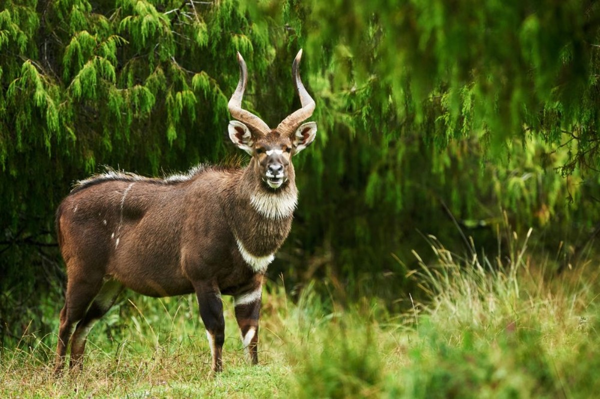 Image de Mountain Nyala