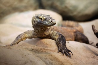 Image de Komodo dragon Varanus komodoensis