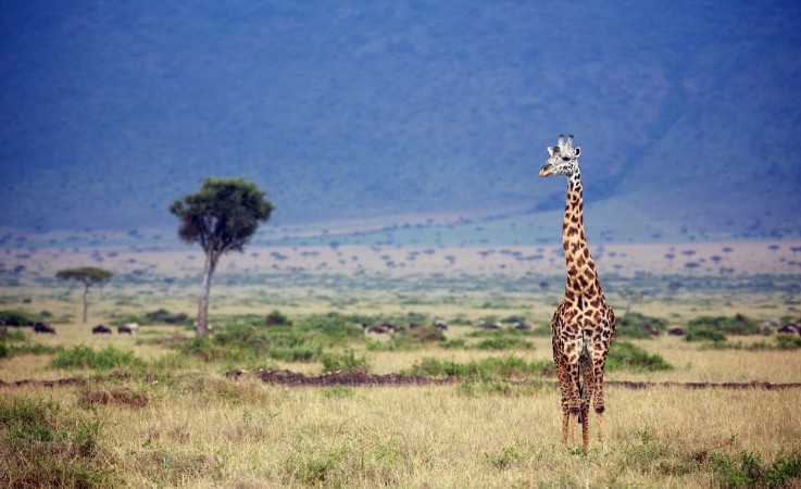 Afbeeldingen van Wild giraffe in the Masai Mara