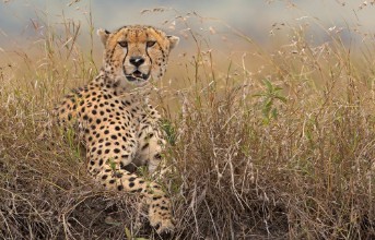 Pilt A wild Cheetah in long grass