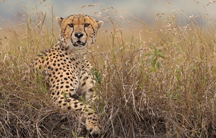 Picture of A wild Cheetah in long grass