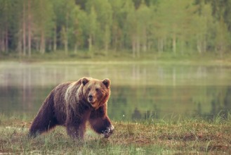 Εικόνα της Big brown Bear