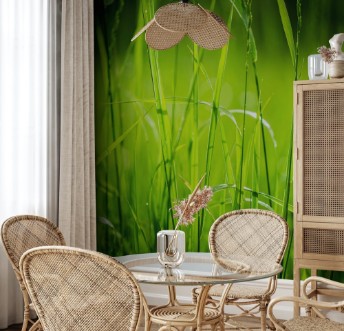 Image de Grass Backgrounds Nature