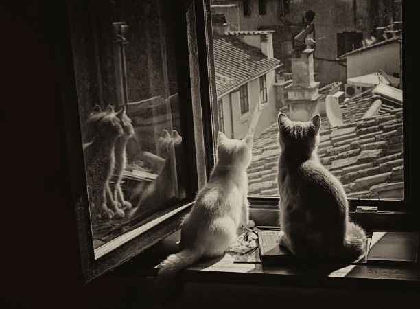 Afbeeldingen van LAmour