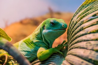 Pilt Fiji banded iguana