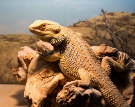 Pilt Bearded dragon