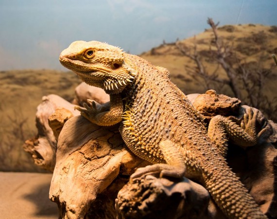 Picture of Bearded dragon