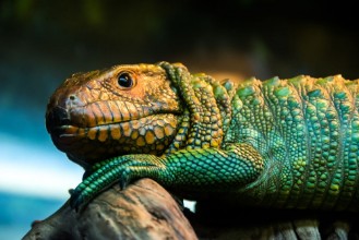 Slika Caiman lizard