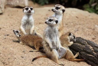 Afbeeldingen van Meerkat Suricata suricatta also known as the suricate