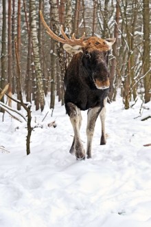 Bild vun Elk winter