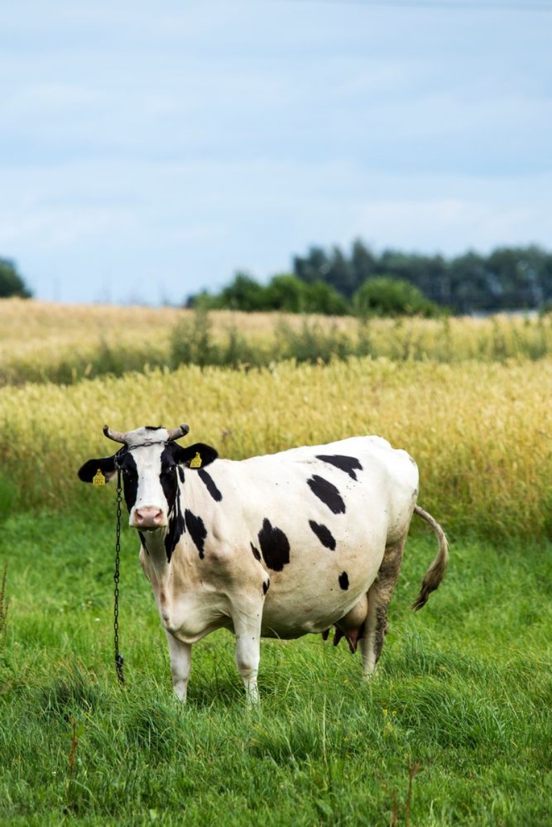 Image de Cow
