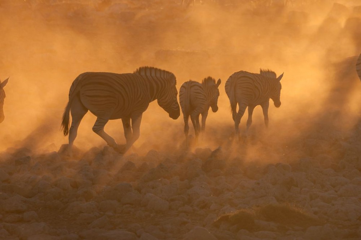 Picture of Zebras walking into a dusty sunset