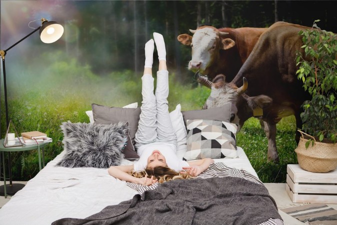 Picture of Art cow grazing in a mountain meadow