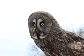 Bild vun Owl  Strigiformes