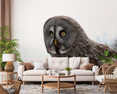 Afbeeldingen van Owl  Strigiformes