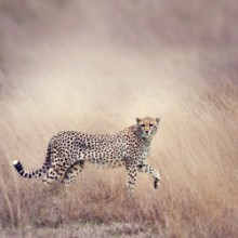 Immagine di Cheetah Walking