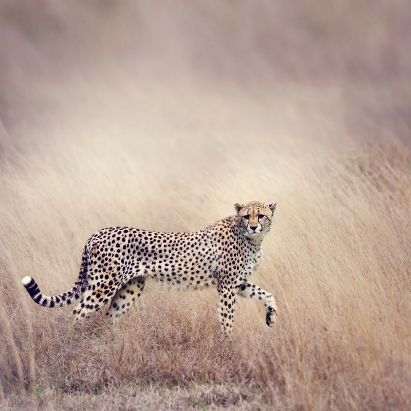 Picture of Cheetah Walking