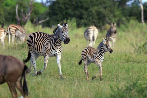 Picture of Zebras