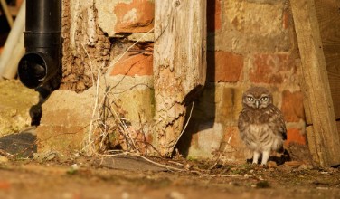 Bild vun Little owlet in a junkyard