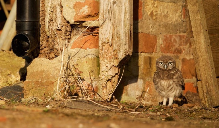 Attēls Little owlet in a junkyard